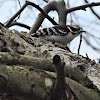 Downy Woodpecker (Male)