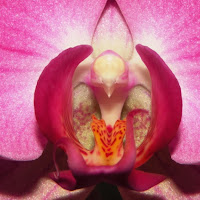 Orchidea di 