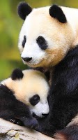 Panda Live Wallpaper Screenshot