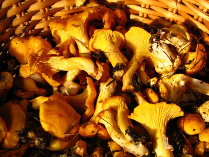 Cantharellus cibarius.. Finferli di Nick