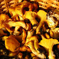 Cantharellus cibarius.. Finferli di 