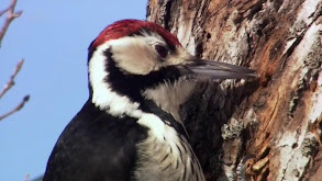 Headbanging Birds and Unsinkable Ants thumbnail