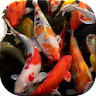 Koi Live Wallpaper icon