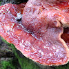 Beefsteak fungus