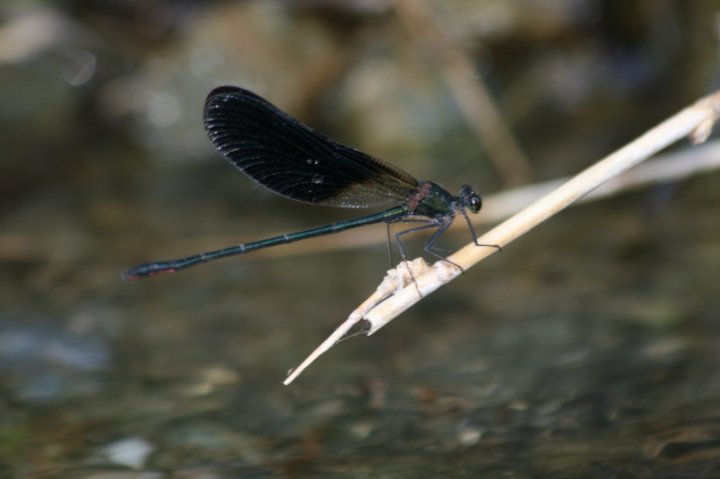 Libellula in appostamento di federica985