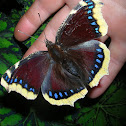 Mourning Cloak.Camberwell Beauty / Траурница