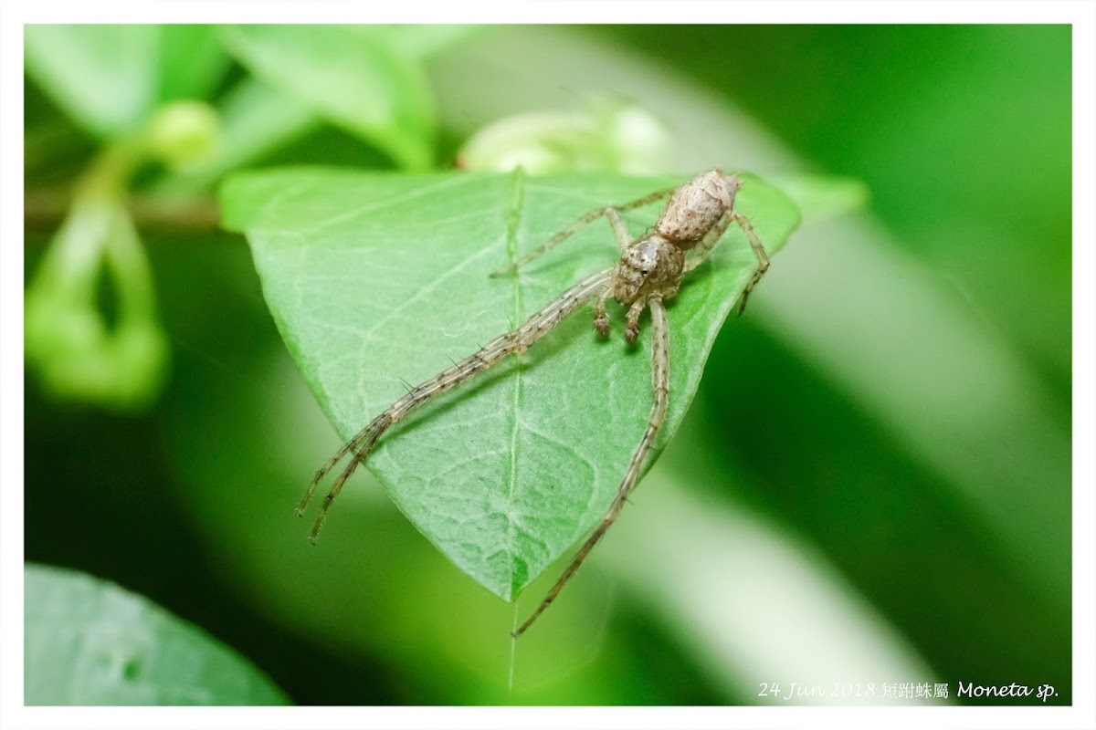 Moneta sp. 短跗蛛屬