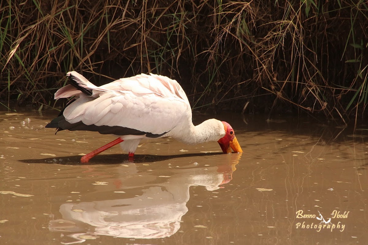 Yellow-billed stork, wood stork or wood ibis