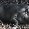 Philippine warty pig