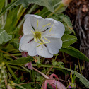 White-stemmed Primrose