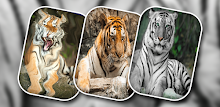Tiger Ripple Live Wallpapers APK