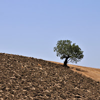 tra l'aratro e il raccolto  di 