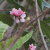 Peach Blossoms