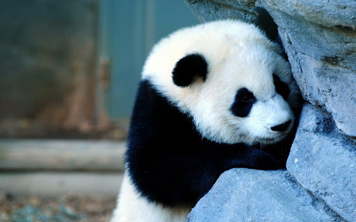 Panda Live Wallpaper HD