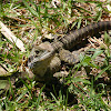 Eastern Water Dragon