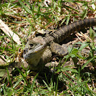 Eastern Water Dragon