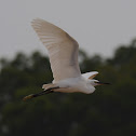 Little Egret