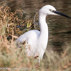 Little Egret