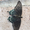 Pipevine Swallowtail