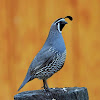 California quail (male)