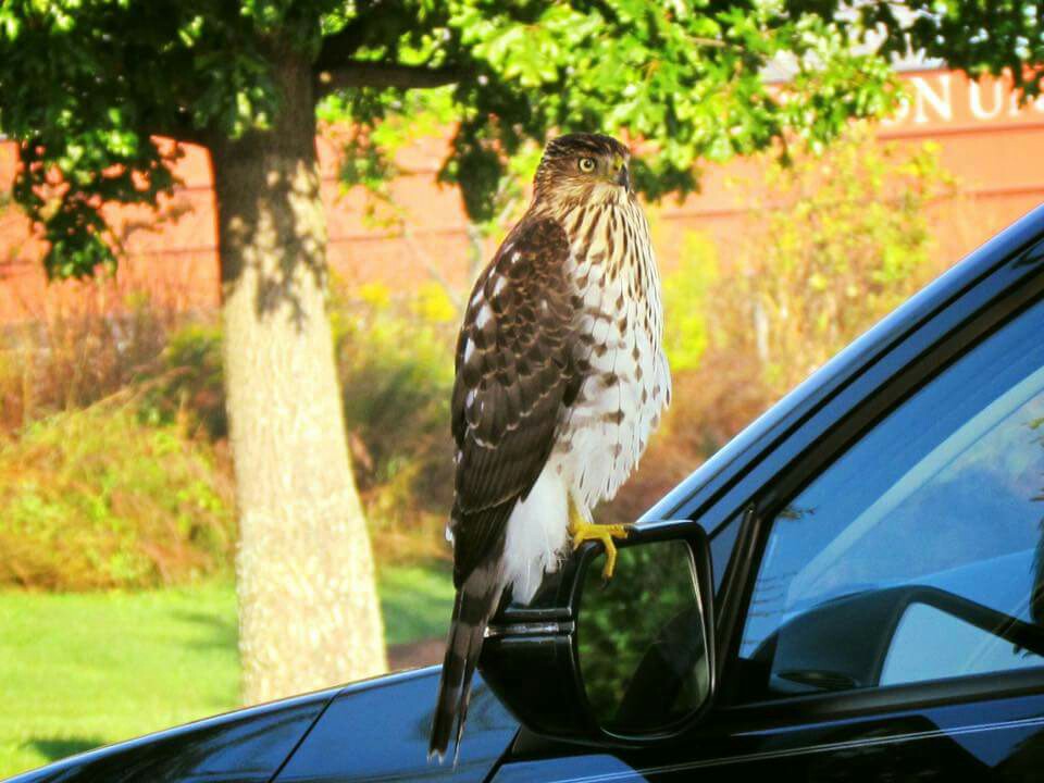 Cooper's Hawk