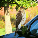 Cooper's Hawk