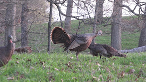 TURKEY TALES thumbnail