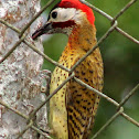 Carpintero Buchipecoso - Spot-breasted ♂Woodpecker