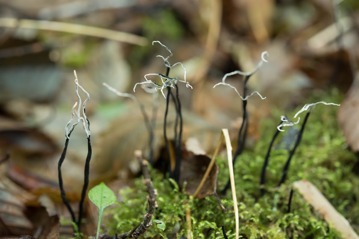 Candlesnuff fungus