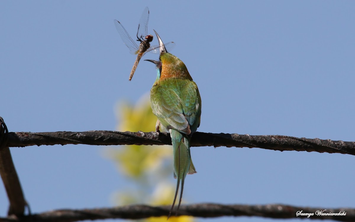 Green Bee-eater