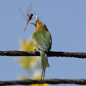 Green Bee-eater