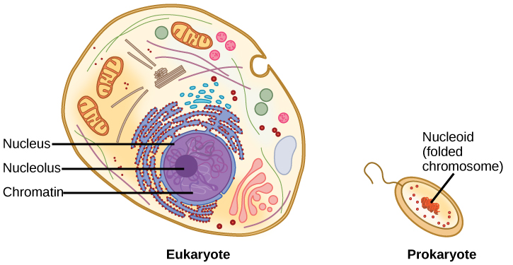 Power Sex Suicide Mitochondria And The Meaning Of Life စာအုပ် အနှစ 