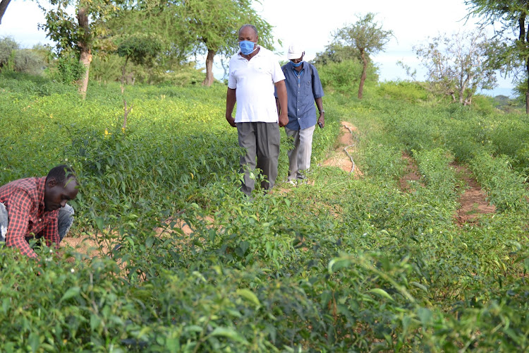 Josephat Ituka ( in white shirt) in his Joric Farm in Ndalani village in Migwani sub-county of Kitui on Wednesday, May 20, 2020.