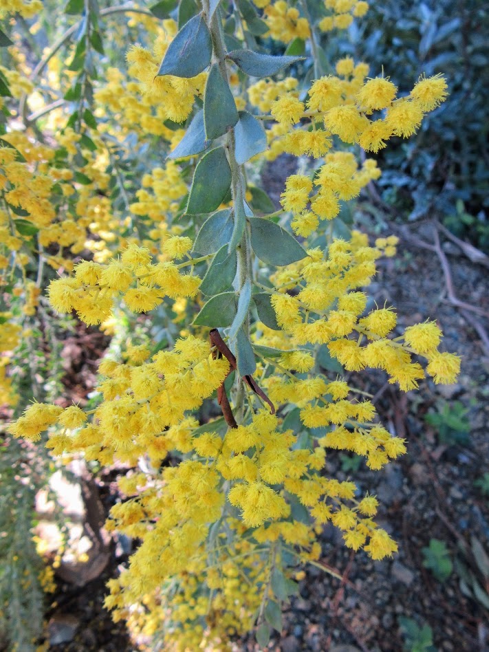 Acacia