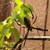 Yellow Garden Spider