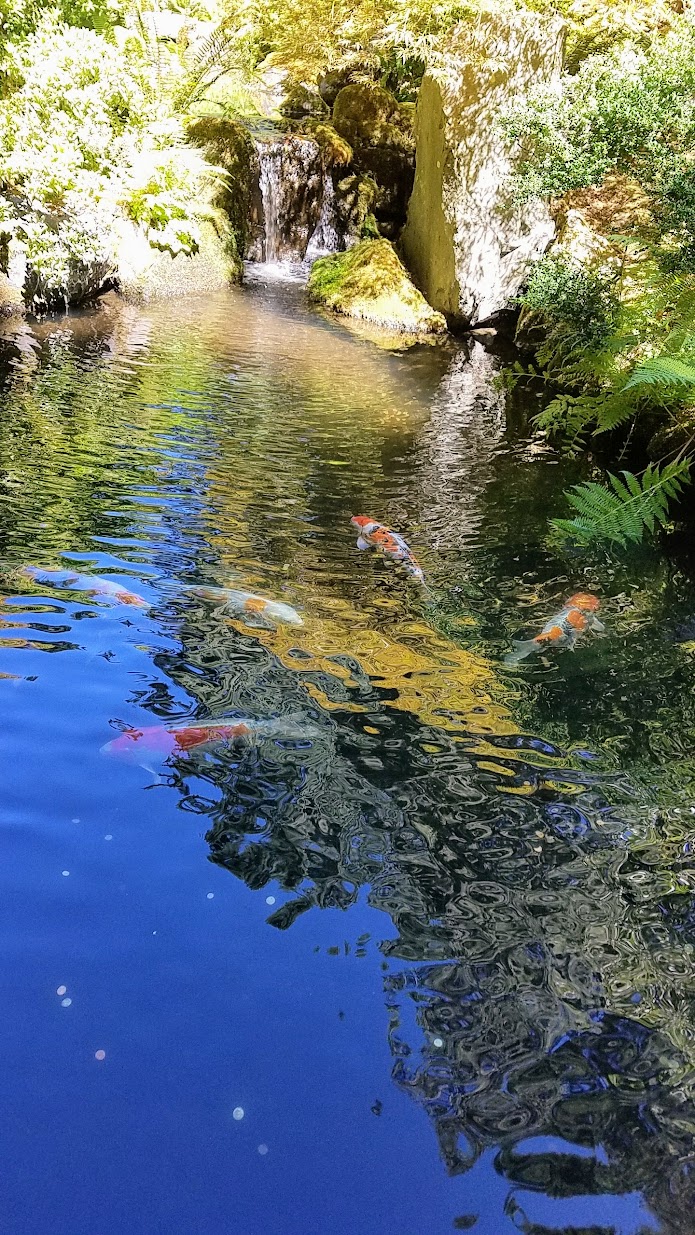 Visiting the Portland Japanese Garden - Strolling Pond Gardens. Area with the Koi.