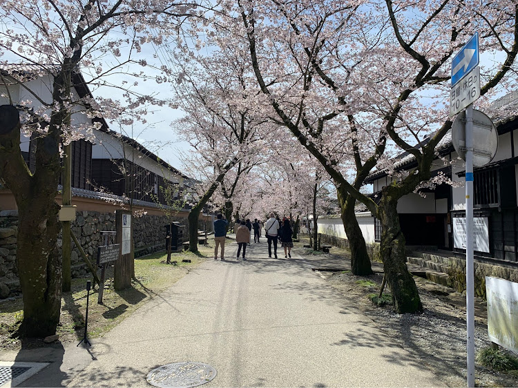 Eクラス セダンの桜と愛車・Eクラス・メルセデスベンツ・福岡・ドライブに関するカスタム事例の投稿画像6枚目