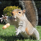Download Squirrels Jigsaw Puzzles For PC Windows and Mac 1.0