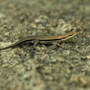 skink