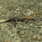 skink