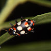 Eriopis ladybird