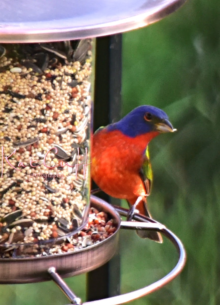 Painted bunting