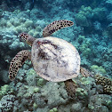 Green Sea Turtle