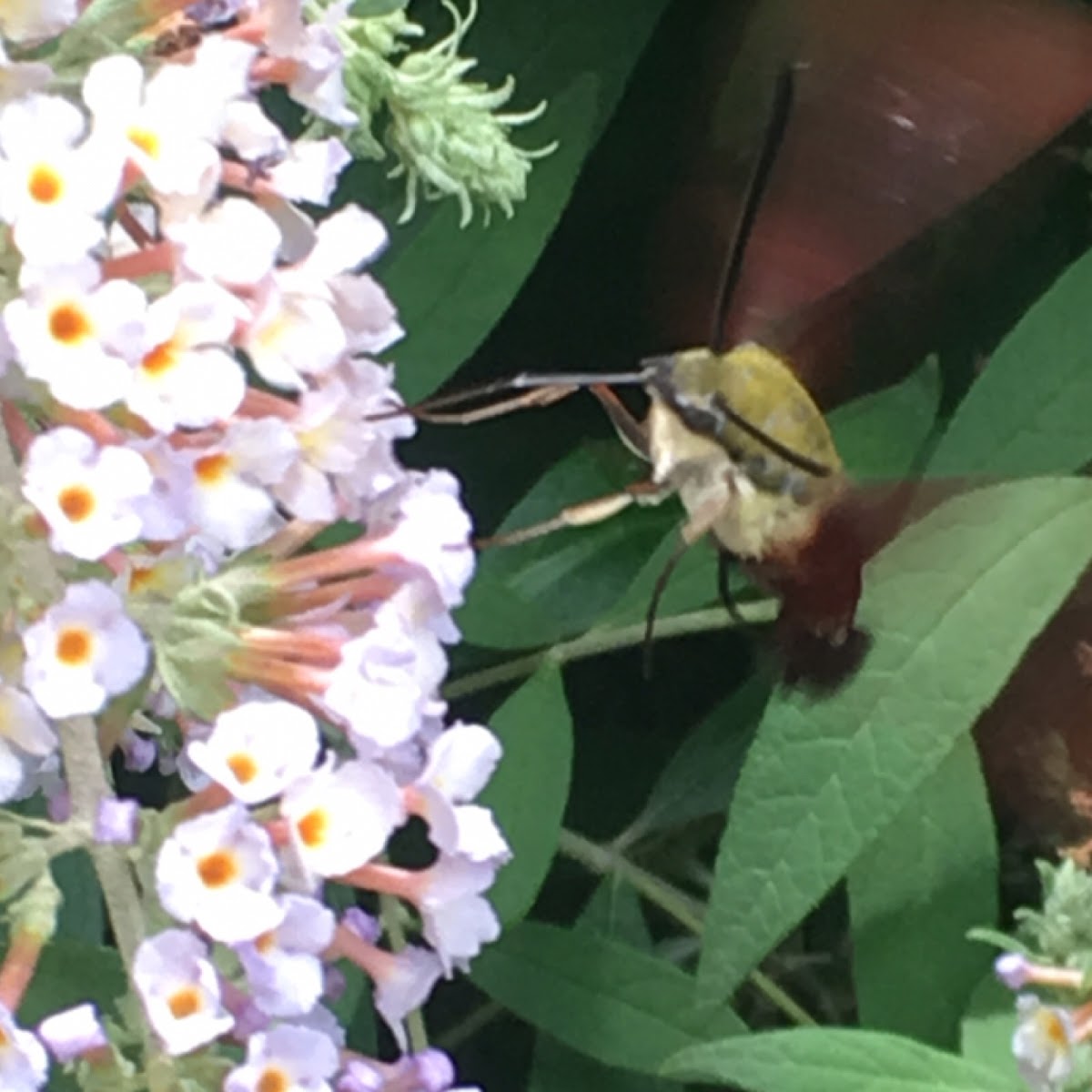 Hummingbird Clearwing Moth