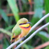 Little Bee-eater