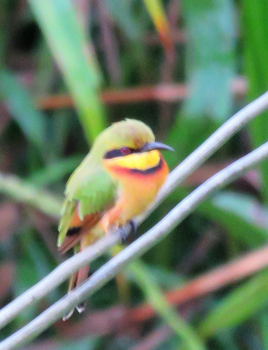 Little Bee-eater