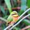 Little Bee-eater