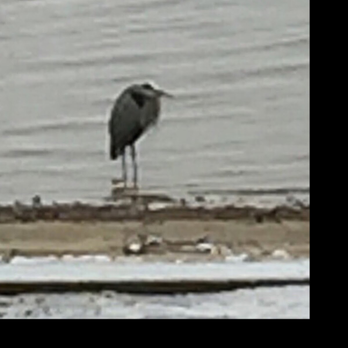 Great Blue Heron