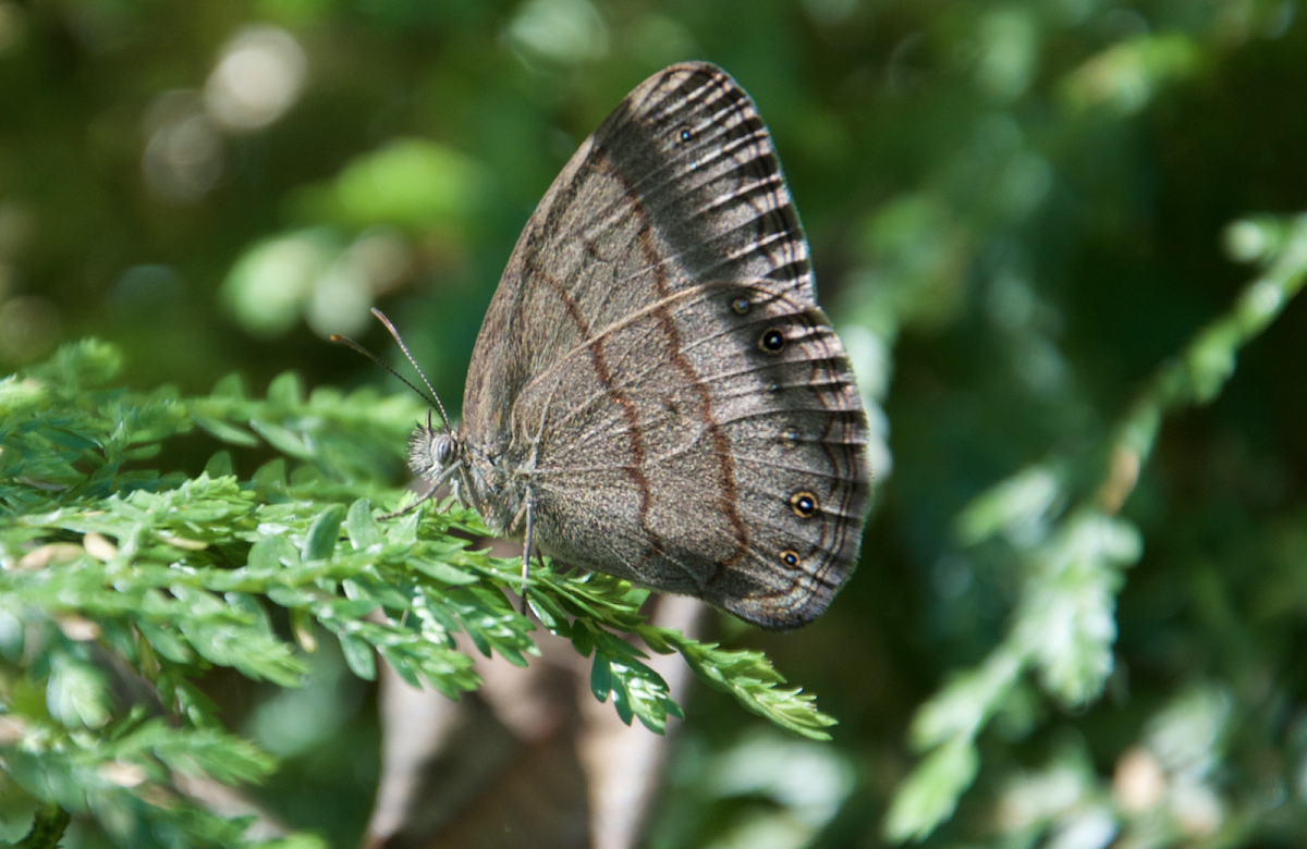 Mariposa sátira