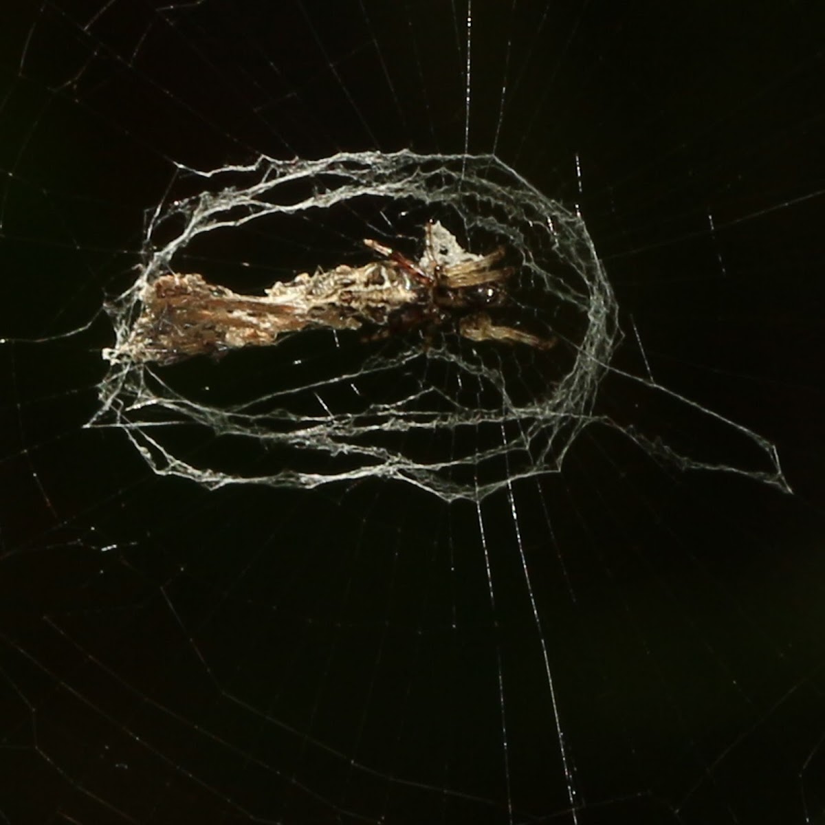 Trashline Orbweaver